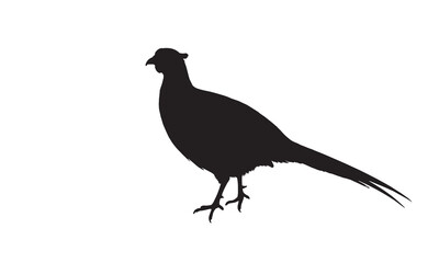 Obraz premium High-resolution, detailed vector illustration of a partridge.