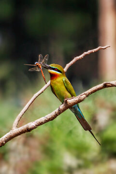 View of a blue-tailed bee-eater perched on a branch with a dragonfly in its beak against a blurred green background in Joypurhat, Rajshahi Division, Bangladesh.