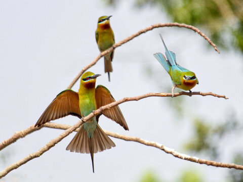 View of three blue-tailed bee-eaters perched on dry branches with one bird spreading its wings against a soft blurred background in Joypurhat, Rajshahi Division, Bangladesh.