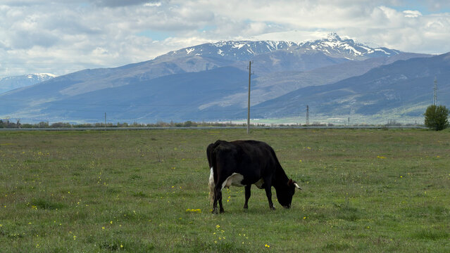 A grazing black cow in a fresh green field against the backdrop of of the Balkan mountain with snow capped peaks in April