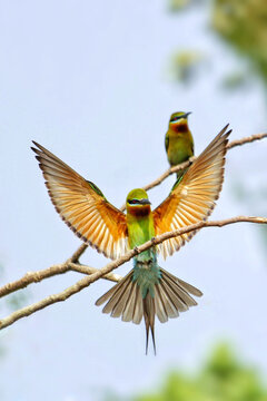 View of two green bee-eaters perched on a thin branch with one bird spreading its colorful wings against a soft bokeh background Joypurhat, Rajshahi Division, Bangladesh.