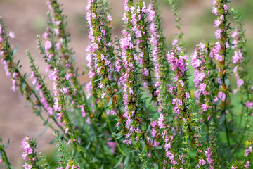 Obraz premium Dense thyme shoots with small pink flowers on blurred brown-green background of summer field