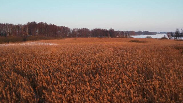Low altitude drone flight over golden reed field at sunset.