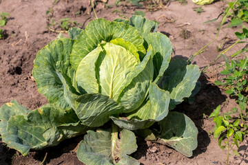 Naklejka premium Green cabbage head with large leaves growing in bed with brown soil in summer vegetable garden