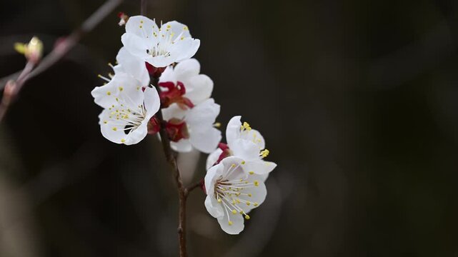Apricot Blossom Prunus armeniaca White Spring Flowers on Branch Close Up 4K 60fps