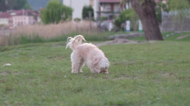 Playful havanese puppy running and jumping on the grass to catch a colorful ball in slow motion