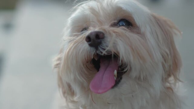 Adorable small fluffy dog panting with its tongue out in slow motion on a bright day