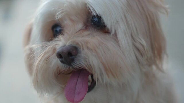 Close-up slow motion shot of an adorable white fluffy dog panting with its tongue out