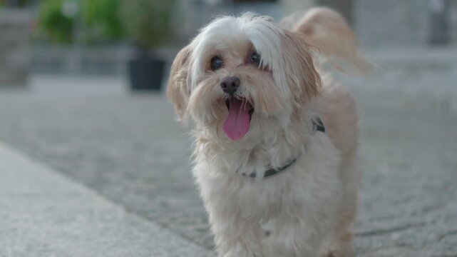 Adorable small fluffy dog with its tongue out running towards the camera in slow motion
