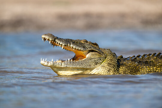 Nile crocodile in Chobe River