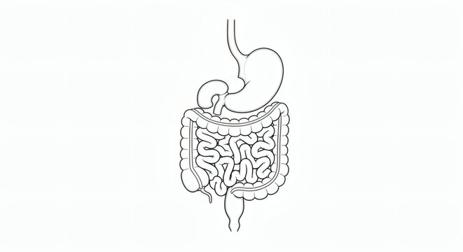 An illustration of human digestive system for medical study