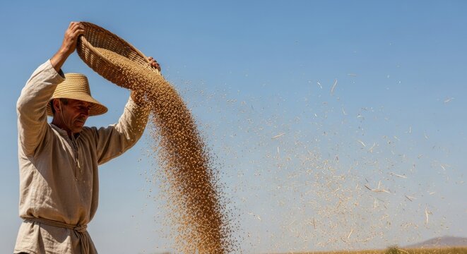 Farmer winnowing golden grain in wind with woven basket, traditional agriculture, sunny day