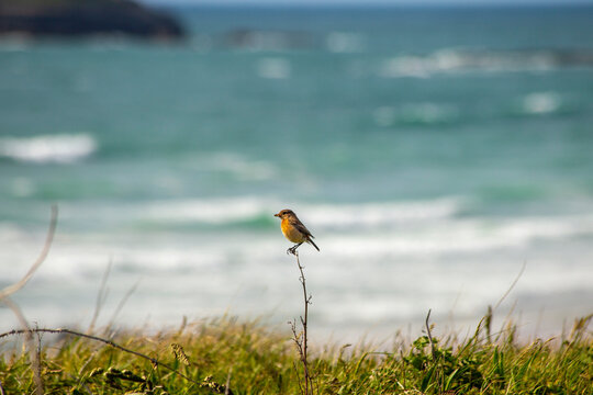 Female stonechat by the sea