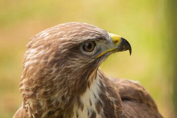 Fototapeta premium Buzzard Buteo Buteo Head