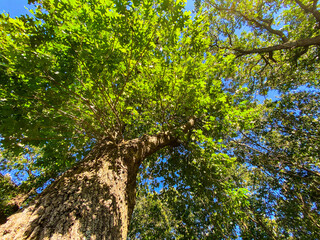 Fototapeta premium Sunlight filters through the green leaves of a tall tree as you look upward at its textured trunk and wide branches against a bright blue sky surrounded by lush foliage everywhere