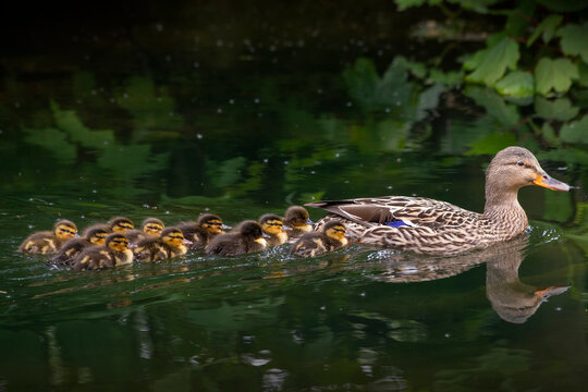 Mallard and ducklings anas platyrhynchos