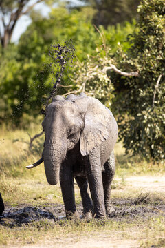 Elephants playing in mud hole, Okavango Delta, Botswana, Africa