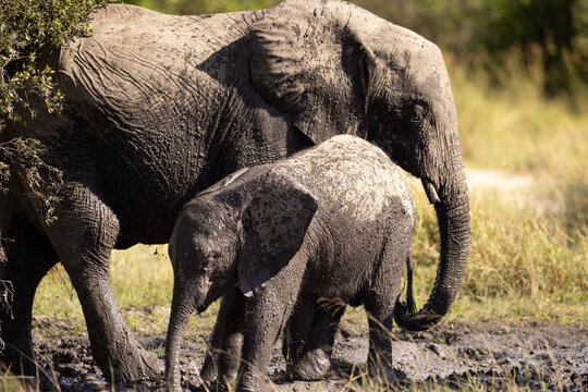 elephants enjoying a mud bath, Okavango Delta, Botswana, Africa