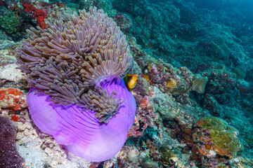 coral reef with fish © Evgenios