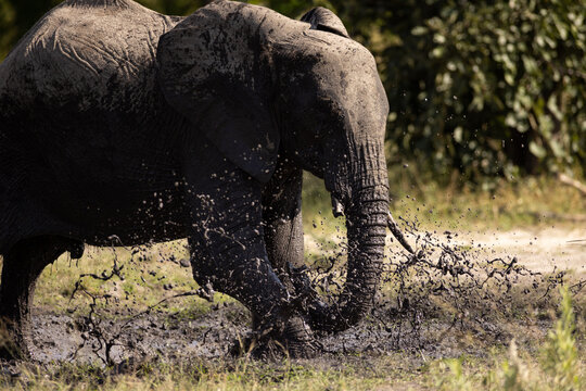 elephants enjoying a mud bath, Okavango Delta, Botswana, Africa