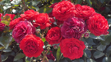 Fototapeta premium Photo of beautiful red rose flowers in nature in sunny botanical garden. Buds of flowering plants. Picture for notebook cover, copybook, or calendar.