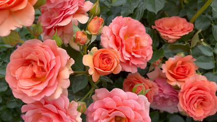 Fototapeta premium Photo of beautiful pink rose flowers in nature in sunny botanical garden. Buds of flowering plants. Picture for notebook cover, copybook, or calendar.