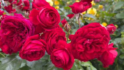 Obraz premium Photo of beautiful pink rose flowers in nature in sunny botanical garden. Buds of flowering plants. Picture for notebook cover, copybook, or calendar.