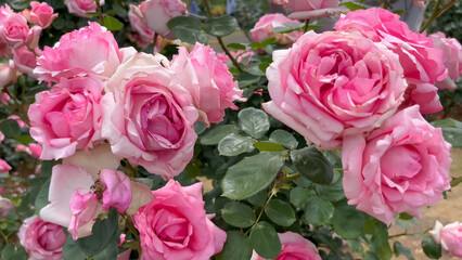 Fototapeta premium Photo of beautiful pink white rose flowers in nature in sunny botanical garden. Buds of flowering plants. Picture for notebook cover, copybook, postcard or calendar.