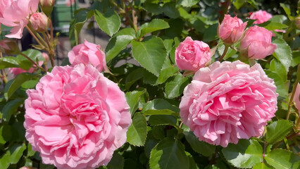 Fototapeta premium Photo of beautiful pink rose flowers in nature in sunny botanical garden. Buds of flowering plants. Picture for notebook cover, copybook, or calendar.