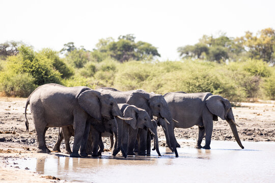 elephants congregating by water hole, Makgadigadi National Park, Botswana, Africa