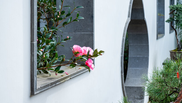 View of pink camellia flowers blooming through a window at the Lan Su Chinese Garden with a moon gate and white walls in Portland, Oregon, United States.