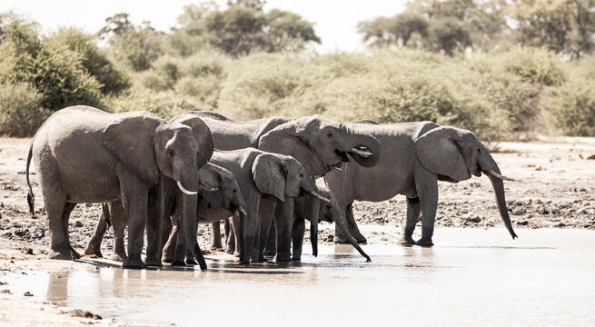 elephants congregating by water hole, Makgadigadi National Park, Botswana, Africa