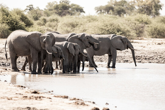 elephants congregating by water hole, Makgadigadi National Park, Botswana, Africa