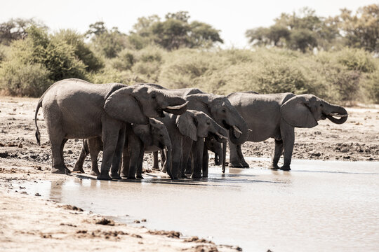 elephants congregating by water hole, Makgadigadi National Park, Botswana, Africa