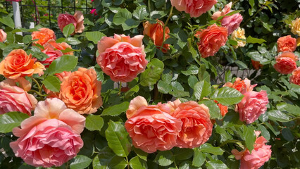 Obraz premium Photo of beautiful yellow pink rose flowers in nature in sunny botanical garden. Buds of flowering plants. Picture for notebook cover, copybook, or calendar.