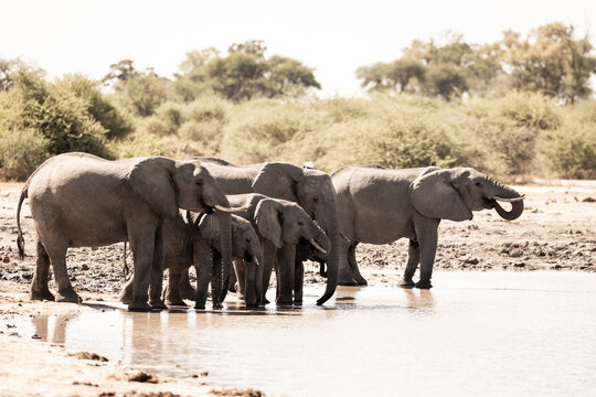 elephants congregating by water hole, Makgadigadi National Park, Botswana, Africa