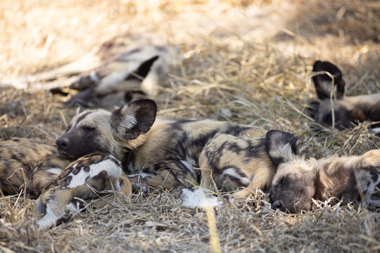 pack of wild dogs, Okavango Delta, Botswana, Africa