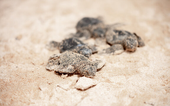 A small baby sea turtle crawls along the sandy shore towards the ocean to survive. The turtle hatched on the island of Sri Lanka. New life, saving the population, the way forward to a new life.