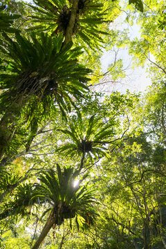 View of lush bird's nest ferns growing on tall tree trunks under a dense green forest canopy with sunlight filtering through Taiwan.