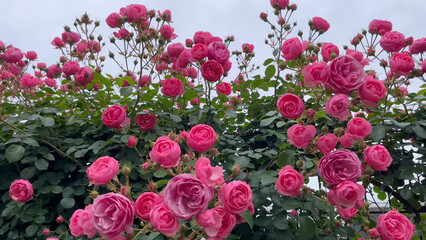 Fototapeta premium Photo of beautiful pink rose flowers in nature in sunny botanical garden. Buds of flowering plants. Picture for notebook cover, copybook, or calendar.