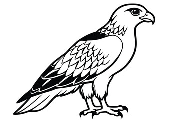 Fototapeta premium buzzard bird silhouette line art vector illustration with a white background
