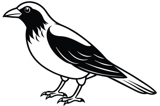 bowerbird silhouette line art vector illustration with a white background