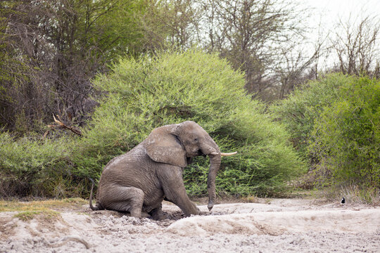 humorous squatting elephant, Okavang Dleta, Botswana, Africa