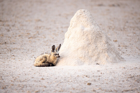 bat eared fox, Makgadigadi National Park, Botswana, Africa