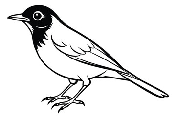 Fototapeta premium american robin silhouette line art vector illustration with a white background