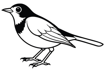 Fototapeta premium american robin silhouette line art vector illustration with a white background