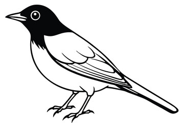 Obraz premium american robin silhouette line art vector illustration with a white background