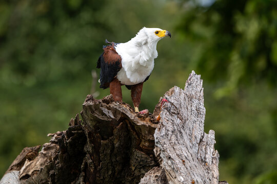 African fish eagle feeding on a tigerfish perched on a stump