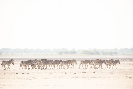 zebra, Makgadikgadi Park, Botswana, Africa