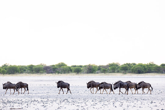 Family experiencing a mobile safari in the Okavango Delta, Botswana, Africa